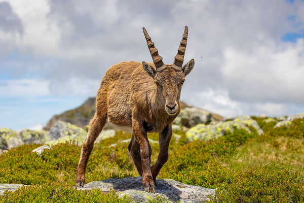 Alpensteinbock, momente-der-schoepfung.ch