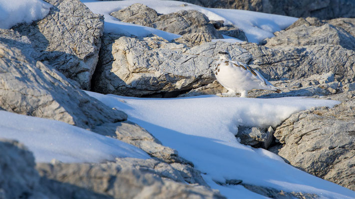 Alpenscheehuhn, momente-der-schoepfung.ch