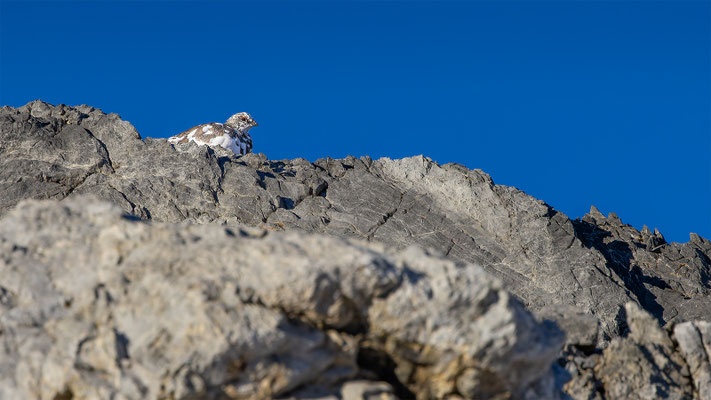 Alpenscheehuhn, momente-der-schoepfung.ch