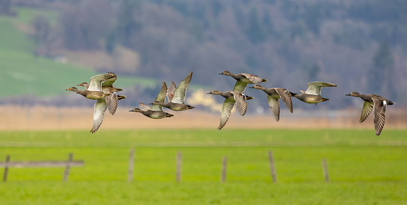 Schnatterente, momente-der-schoepfung.ch