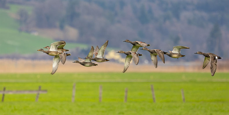 Schnatterente, momente-der-schoepfung.ch