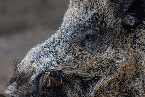 Wieldschwein Tierpakt Arth Goldau, momente-der-schoepfung.ch