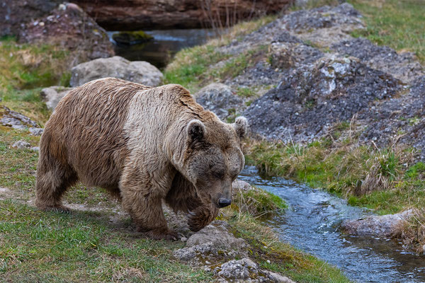 Syrischer Braunbär Tierpakt Arth Goldau, momente-der-schoepfung.ch