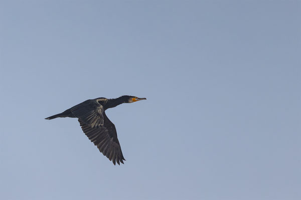 Kormoran, momente-der-schoepfung.ch
