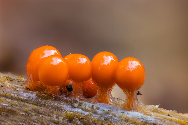 Myxomyceten Schleimpilz, Trichia verrucasa, ABM3:1, momente-der-schoepfung.ch