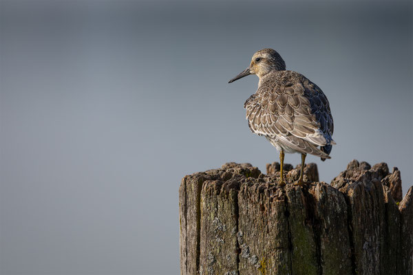 Knutt, momente-der-schoepfung.ch