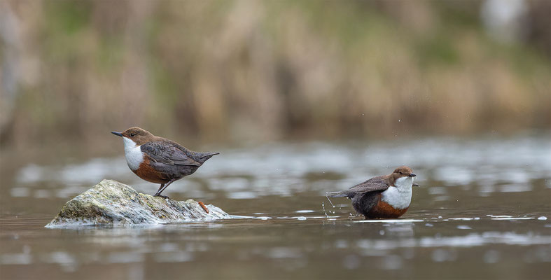 Wasseramsel, momente-der-schopfung.ch