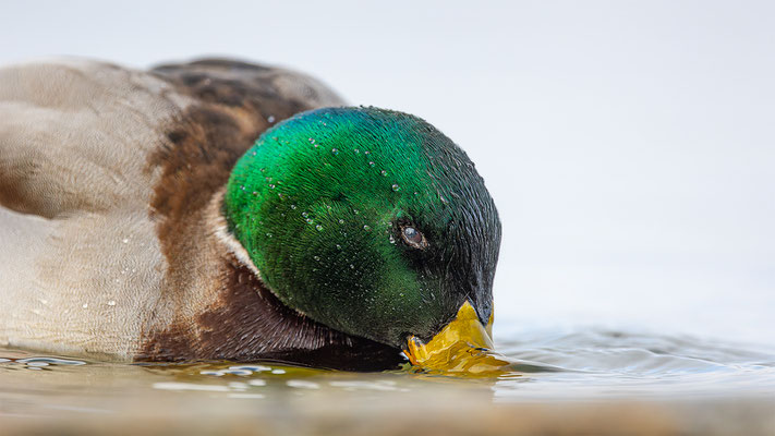 Stockente, momente-der-schoepfung.ch