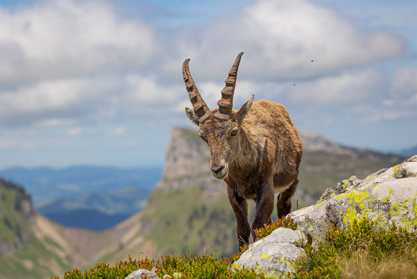 Alpensteinbock, momente-der-schoepfung.ch