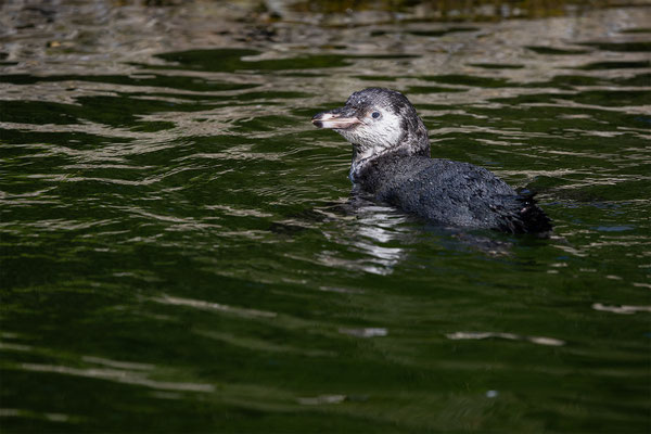 Humboldpinguin, Zürcher Zoo, momente-der-schoepfung.ch