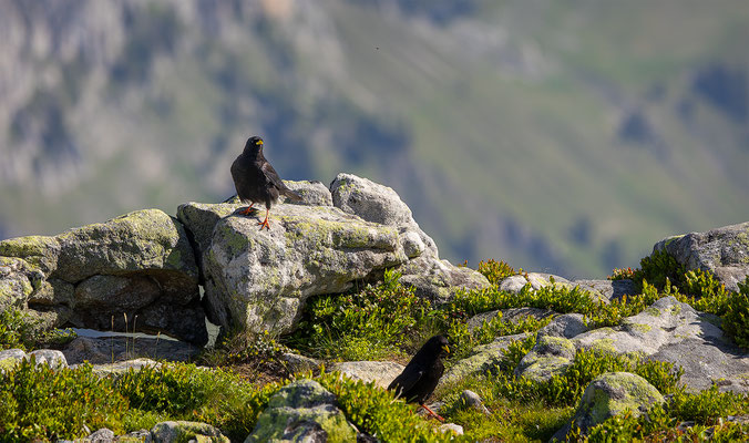 Alpendohle, momente-der-schoepfung.ch