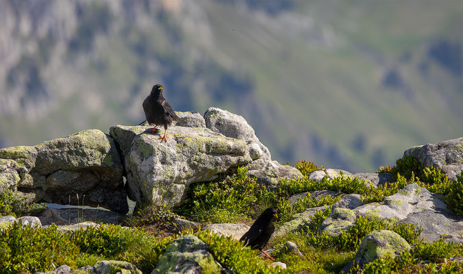 Alpendohle, momente-der-schoepfung.ch