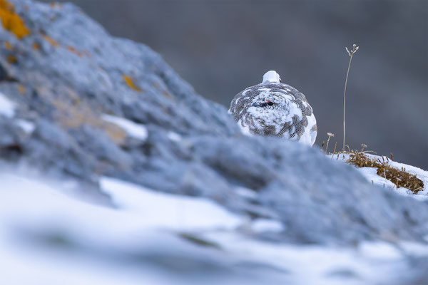 Alpenscheehuhn, momente-der-schoepfung.ch