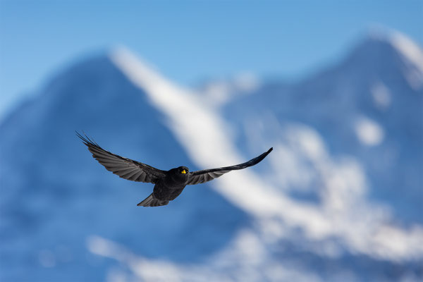 Alpendohle, momente-der-schoepfung.ch