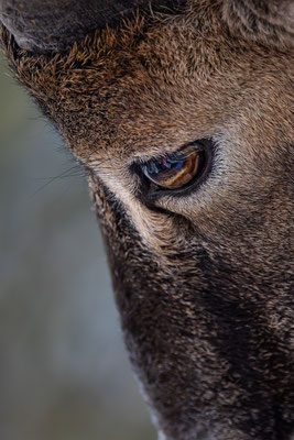 Mufflon, Tierpakt Arth Goldau, momente-der-schoepfung.ch