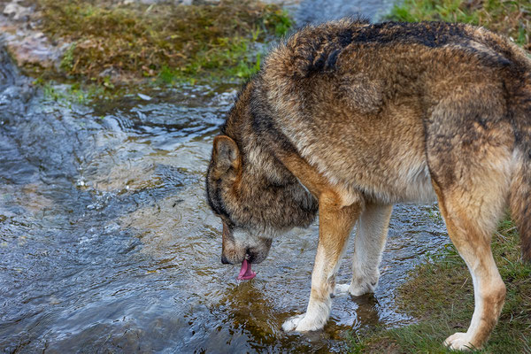Europäischer Wolf Tierpakt Arth Goldau, momente-der-schoepfung.ch