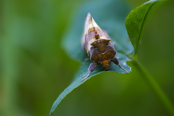 Messingeule, momente-der-schoepfung.ch