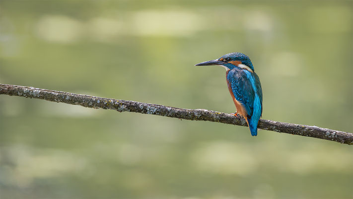 Eisvogel, momente-der-schoepfung.ch