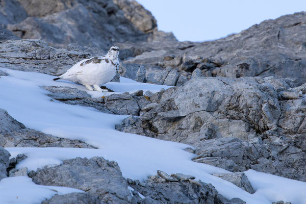 Alpenscheehuhn, momente-der-schoepfung.ch