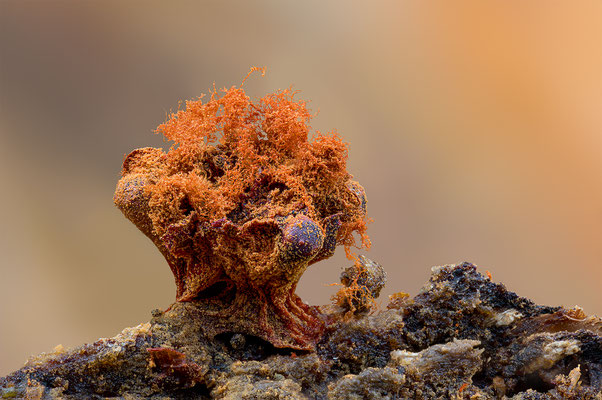 Myxomyceten Schleimpilz, Trichia verrucasa, ABM5:1, momente-der-schoepfung.ch
