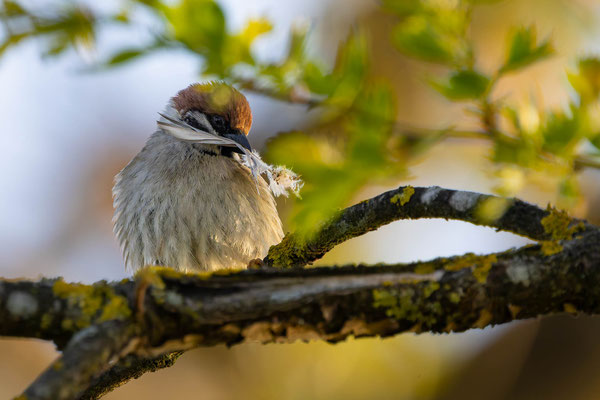 Feldspatz, momente-der-schoepfung.ch