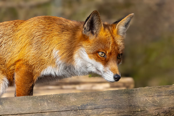 Fuchs, momente-der-schoepfung.ch