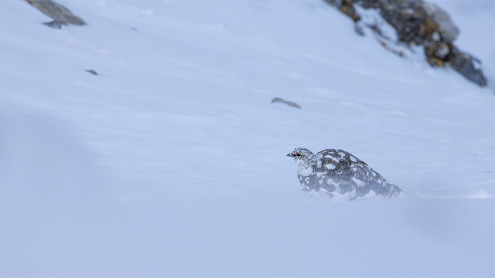 Alpenscheehuhn, momente-der-schoepfung.ch
