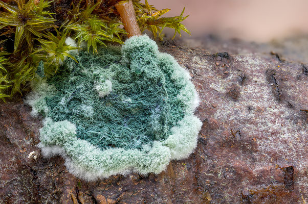 Trichoderma Viride, momente-der-schoepfung.ch