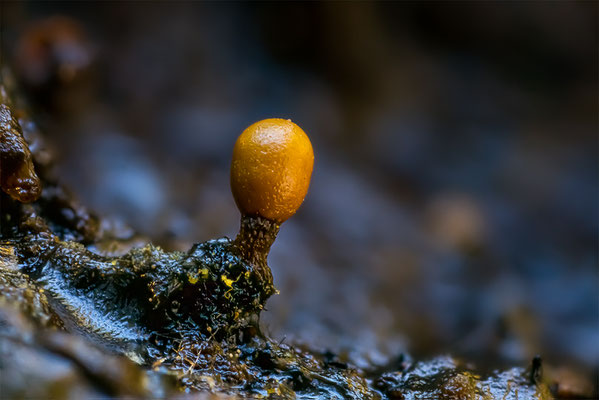 Myxomyceten Schleimpilz, ABM6:1, momente-der-schoepfung.ch