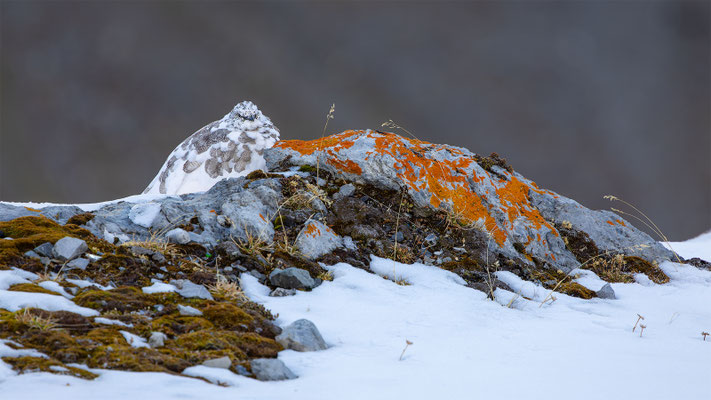 Alpenscheehuhn, momente-der-schoepfung.ch