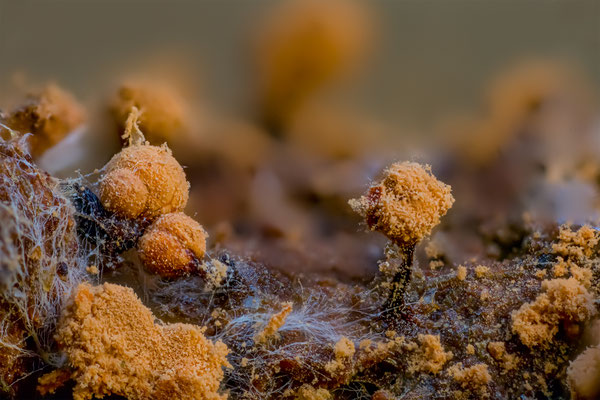 Myxomyceten Schleimpilz, ABM6:1, momente-der-schoepfung.ch