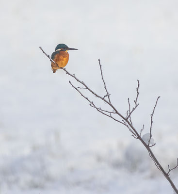 Eisvogel, momente-der-schoepfung.ch
