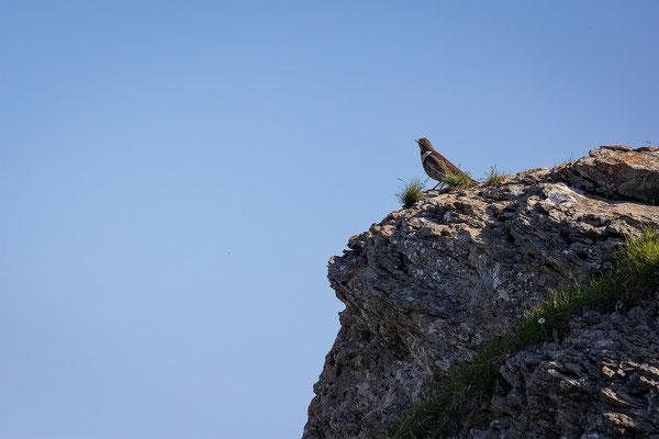 Ringdrossel, momente-der-schoepfung.ch