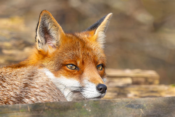 Fuchs, momente-der-schoepfung.ch