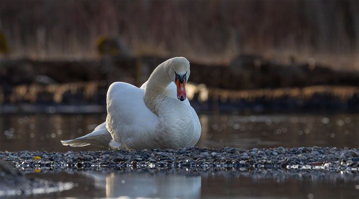 Höckerschwan, momente-der-schoepfung.ch