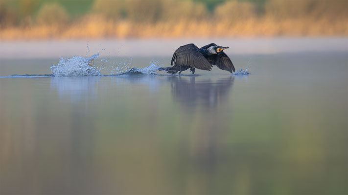 Kormoran, momente-der-schoepfung.ch
