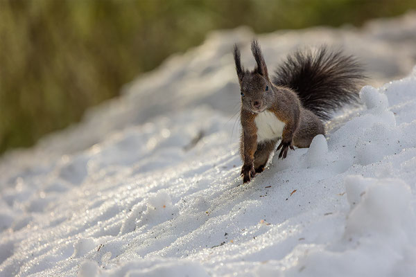Eichhörnchen, momente-der-schoepfung.ch