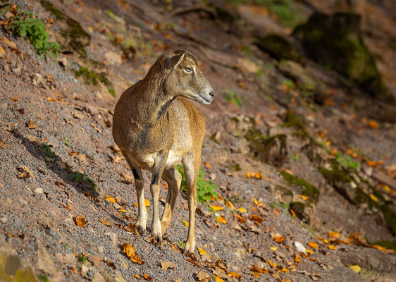 Mufflon, Tierpakt Arth Goldau, momente-der-schoepfung.ch