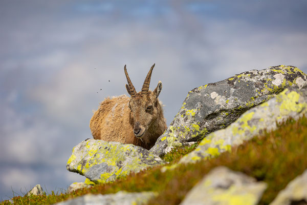 Alpensteinbock, momente-der-schoepfung.ch