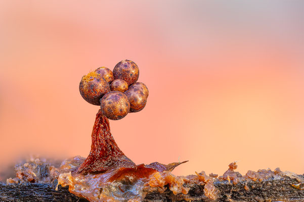 Myxomyceten Schleimpilz, Tricia verrucosa, ABM4:1, momente-der-schoepfung.ch