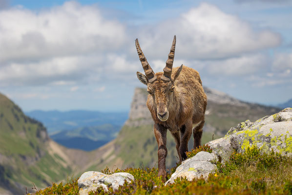Alpensteinbock, momente-der-schoepfung.ch