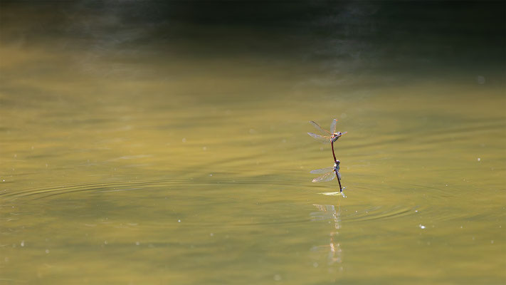 Libelle, momente-der-schoepfung.ch