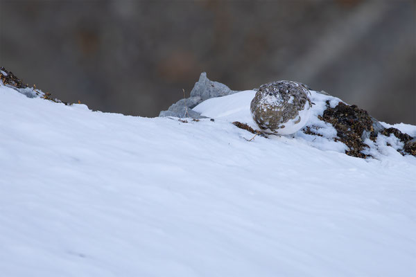 Alpenscheehuhn, momente-der-schoepfung.ch