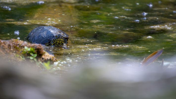 Europä. Schumpfschildkröte, momente-der-schoepfung.ch