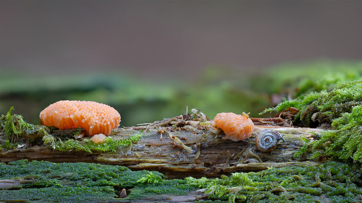Myxomyceten Schleimpilz, tubulifera arachnoidea, momente-der-schoepfung.ch