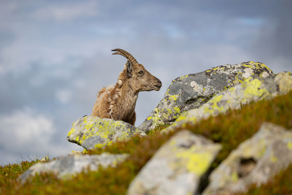 Alpensteinbock, momente-der-schoepfung.ch