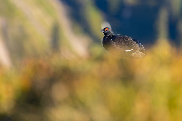 Birkhahn, momente-der-schoepfung.ch