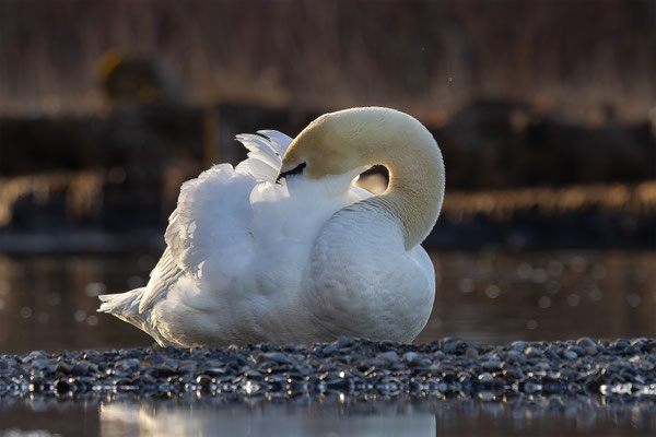 Höckerschwan, momente-der-schoepfung.ch