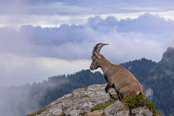 Alpensteinbock, momente-der-schoepfung.ch