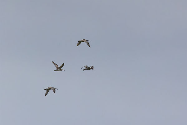 Brachvögel, momente-der-schoepfung.ch